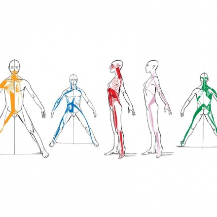 Biomécanique des chaines articulaires et myofasciales : Notions de base Biomécanique des chaines articulaires et myofasciales : Notions de base